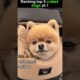 RANKING TOP 5 CUTEST PUPPIES🐶 #funny #hilariousfails #entertaininganimals #dog #cute