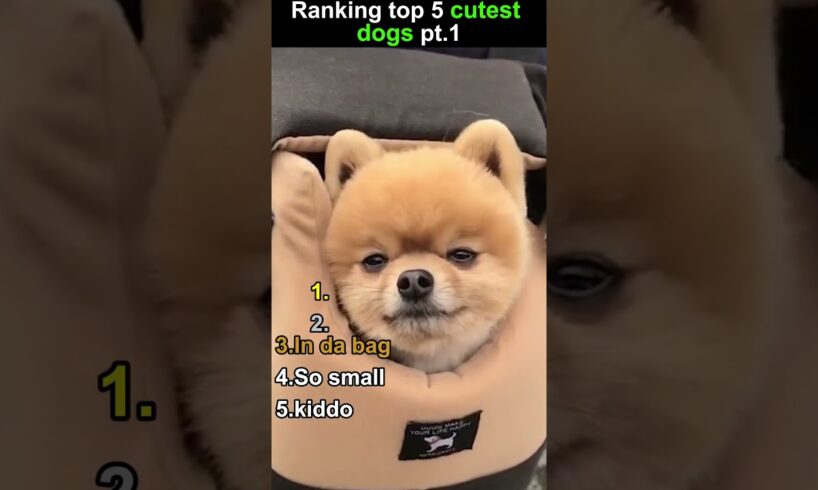 RANKING TOP 5 CUTEST PUPPIES🐶 #funny #hilariousfails #entertaininganimals #dog #cute