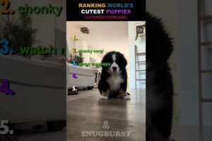 RANKING WORLD'S CUTEST PUPPIES