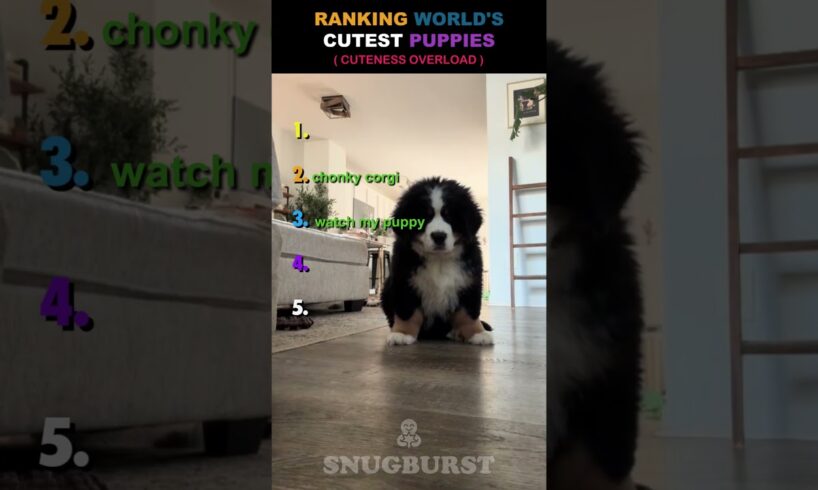 RANKING WORLD'S CUTEST PUPPIES