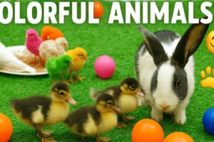 Rainbow Chicks & Funny Birds 🐦 | Kids Play | Cute Animals Compilation