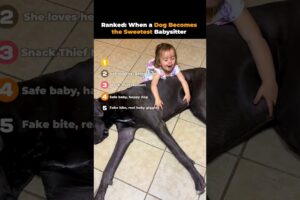 Ranked- When a Dog Becomes the Sweetest Babysitter ❤️🐶| Cutest Baby & Dog Moments