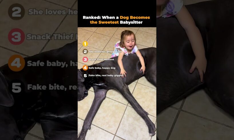 Ranked- When a Dog Becomes the Sweetest Babysitter ❤️🐶| Cutest Baby & Dog Moments