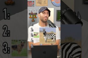 Ranking Animals You Caan Take In A Fight! Is He Right? #shorts #animals #fight #survival #rank