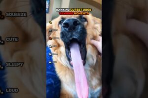 Ranking CUTEST DOGS YAWNING Moments!!