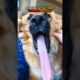 Ranking CUTEST DOGS YAWNING Moments!!