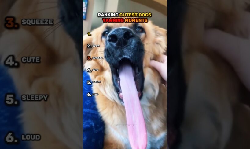 Ranking CUTEST DOGS YAWNING Moments!!