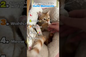 Ranking Cats Cute Moments