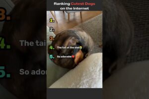 Ranking Cutest Dogs On The Internet