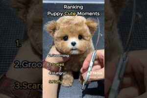 Ranking Cutest Puppies
