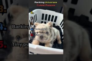 Ranking Cutest Puppies Ever #adorable #animal  #animals  #cute #cuteanimals #funny #funnyvideos