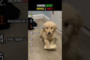 Ranking Cutest Puppies You Didn’t Expect Part 1