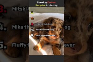 Ranking Cutest Puppies in History 🐶 (You’ll Love #1)