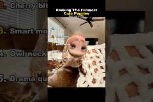 Ranking Funniest Cutest Puppies