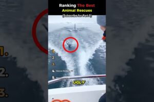 Ranking The Craziest Animal Rescues