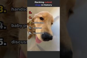 Ranking The Cutest Dogs Ever #shorts #puppies #cute