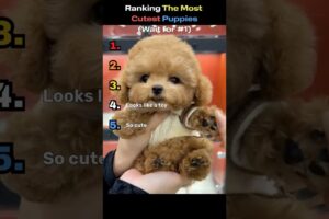 Ranking The MOST Cutest Puppies 🥺🐶 (WAIT FOR #1!)