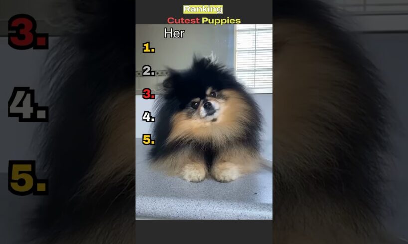 Ranking the cutest puppies #viral #cute #cuteanimal #dogcute #dog #viral