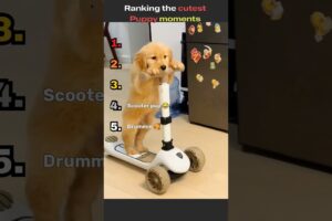Ranking the most adorable puppies on the internet!  #funny #yearofthedog #pets