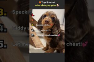 😆Ranking the top 5 cutest puppies! Sweet adorable pups!🫶🏻