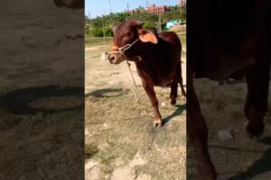 Red bull playing on the ground #cowvideos #strongbull #biggestbulls #cattlefarm #viral #animals