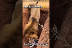 Rescue Animals 🥺❤️ #animals #rescue #shorts