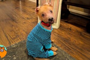 Rescue Dog Looks Like Coyote And Stuns Everyone! | Cuddle Buddies