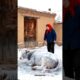 Rescue cow#funnyvideos #comedy videos#real videos#viral