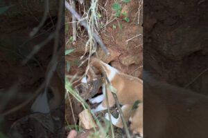 Rescue mission: 22+ puppies saved & returned to the home🥺