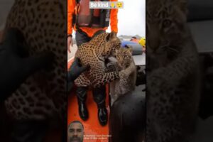 Rescued All the animals 😢 #animals #respect #shortsfeed #sad #shortsviral #love #viral #kindness