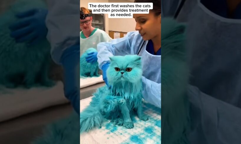 Rescued Painted Persian White Cats | Emergency Animal Rescue Story