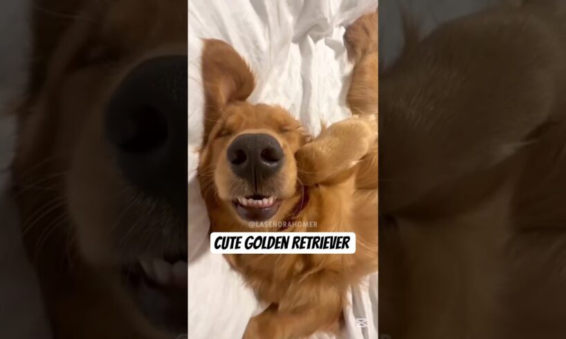Retriever puppies are so cute ❤️🐶🐾🩹❤️ #goldenretriever #puppy #pets #cutedog #dog #viral #fypシ #love