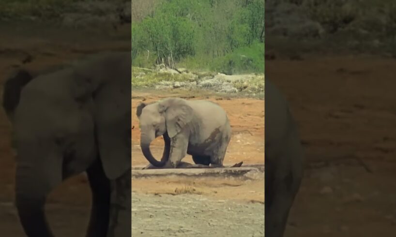 Rhino Attacked by Giant Elephant and Drowned in Brutal Waterhole Battle  #animals #wildlife