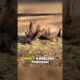 Rhino mom fights to keep her baby safe #animals #wildlife #rhino #mom #love