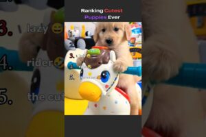 Runking Cutest Puppies Ever