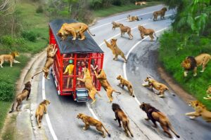 Safari Trips Went Horribly Wrong