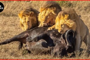 Savage Lion Ambush: Most Shocking Animal Attacks on the Savannah | Animal Fights