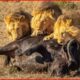 Savage Lion Ambush: Most Shocking Animal Attacks on the Savannah | Animal Fights