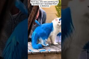 Saved a White Cat from Cruel Owner | Shocking Animal Abuse