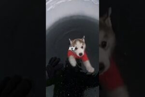 Saving A Freezing Puppy From Evil Bullies 🧊😡