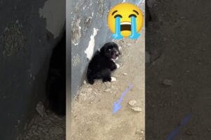 Scared Puppy trying to Run Away 😔 Extras 1
