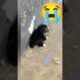 Scared Puppy trying to Run Away 😔 Extras 1