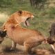 Scary! The Moment a Brave Warthog Fights a Lion | Animal Fights