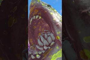 Scorpion Poison vs Megalodon - Animal Revolt Battle Simulator