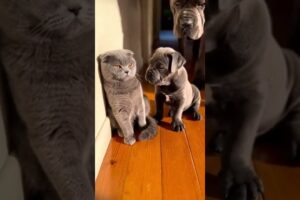 Scottish Fold Bullies a Cane Corso Puppy Playtime Showdown #cute #puppies #cats