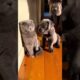 Scottish Fold Bullies a Cane Corso Puppy Playtime Showdown #cute #puppies #cats