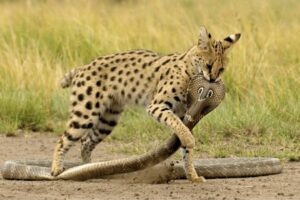 Serval Outsmarts King Cobra And Finishes The Fight Clean