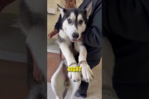 She Tied Her Husky’s Legs and Left Him Outside… – Emergency Rescue 🚑