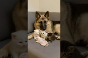 Shepherd Smiles as Puppies and Kittens Play Together