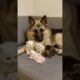 Shepherd Smiles as Puppies and Kittens Play Together